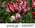 素材ナンバー 684897 : 「Parrot」