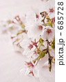 桜 ソメイヨシノ 花びら