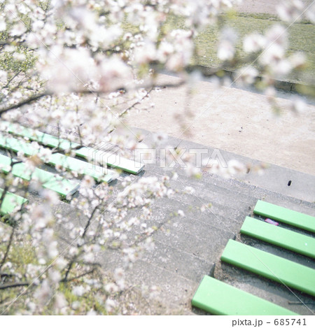 桜 ソメイヨシノ 枝