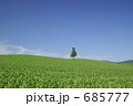 丘の上の一本木