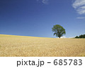 麦畑に立つ哲学の木