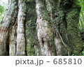 屋久島紀元杉の苔