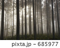 朝霧に包まれる唐松林