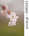 十月桜