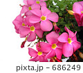 オキザリス 桃の輝き 開花 白抜き オキザリス 桃の輝き 開花 白抜き
