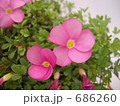オキザリス 桃の輝き ピンク 2輪 開花 オキザリス 桃の輝き ピンク 2輪 開花