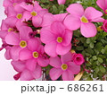 素材ナンバー 686261 : 「オキザリス　桃の輝き　開花　沢山」