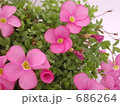 オキザリス 桃の輝き 開花 オキザリス 桃の輝き 開花