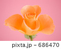 オレンジ色のバラの花