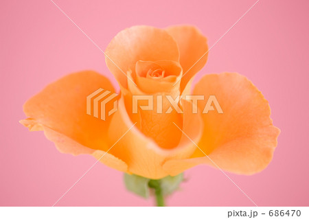 オレンジ色のバラの花 オレンジ色のバラの花