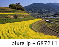 棚田の菜の花