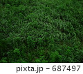 　雑草　