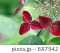 クレナイ　紫陽花