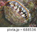 石垣島のシャコ貝