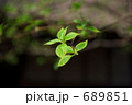 新緑
