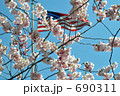 桜と星条旗