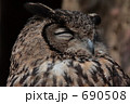 ねぼけワシミミズク