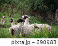 Alpaca