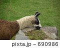 Alpaca