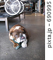 A Bulldog