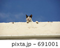 青空猫