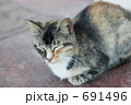 お昼寝中のネコ お昼寝中のネコ