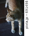 何かを見る猫 何かを見る猫