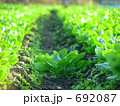 ほうれん草