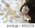 桜2