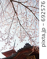 桜降る