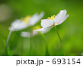 ニリンソウの幻