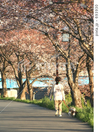 「桜と犬と散歩」の写真素材 「桜と犬と散歩」の写真素材