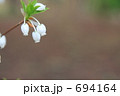 ドウダンツツジ