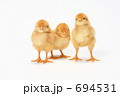 ひよこ
