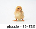 ひよこ