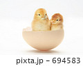 双子のヒヨコ