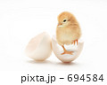 ヒヨコ誕生