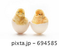 ヒヨコ誕生
