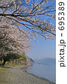 海津大崎の桜