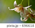 ムベの花 2 ムベの花 2