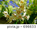 ムベの花 5 ムベの花 5