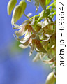 ムベの花　4