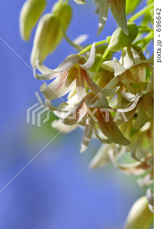 ムベの花 4 ムベの花 4