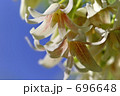 ムベの花 3 ムベの花 3