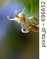 ムベの花 1 ムベの花 1