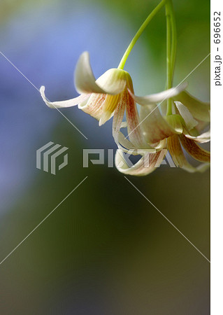 ムベの花 1 ムベの花 1