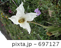 幻の白芥子