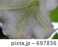 エンジェルストランペット