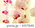 胡蝶蘭