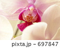 胡蝶蘭